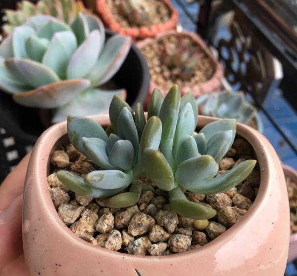 当多肉植物遇上了梅雨季节 要做好防范工作 减少对多肉的伤害 雪花新闻